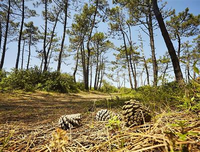 Saint-Jean-de-Monts, around the 3-star Les Sirènes campsite in Vendée