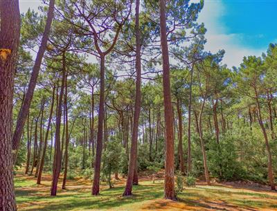Forest of the Pays de Saint-Jean-de-Monts in Vendée near the 3-star Les Sirènes campsite
