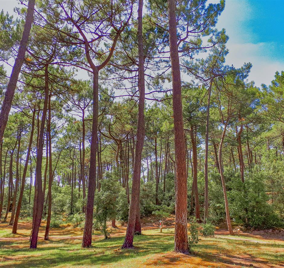 Forest of the Pays de Saint-Jean-de-Monts in Vendée near the 3-star Les Sirènes campsite 