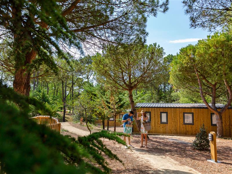 Nature and pine forests at the 3-star Les Sirènes campsite in Saint-Jean-de-Monts - CAMPING**** Les Sirènes