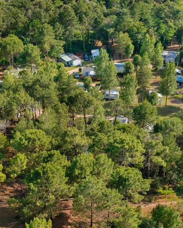 Nature and pine forests at the 3-star Les Sirènes campsite in Saint-Jean-de-Monts - CAMPING**** Les Sirènes