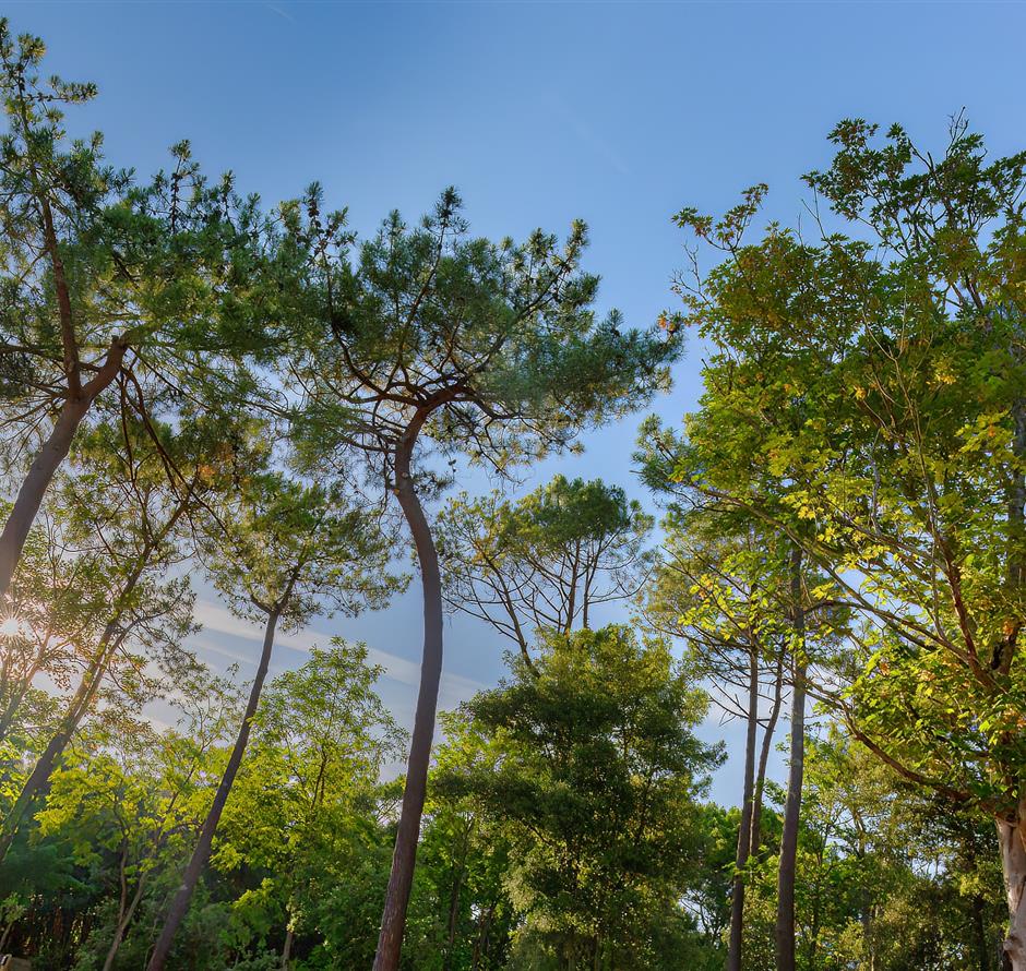 Forest of the Pays de Saint-Jean-de-Monts in Vendée near the 3-star Les Sirènes campsite 