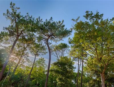 Forest of the Pays de Saint-Jean-de-Monts in Vendée near the 3-star Les Sirènes campsite