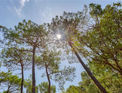 Forest of the Pays de Saint-Jean-de-Monts in Vendée near the 3-star Les Sirènes campsite