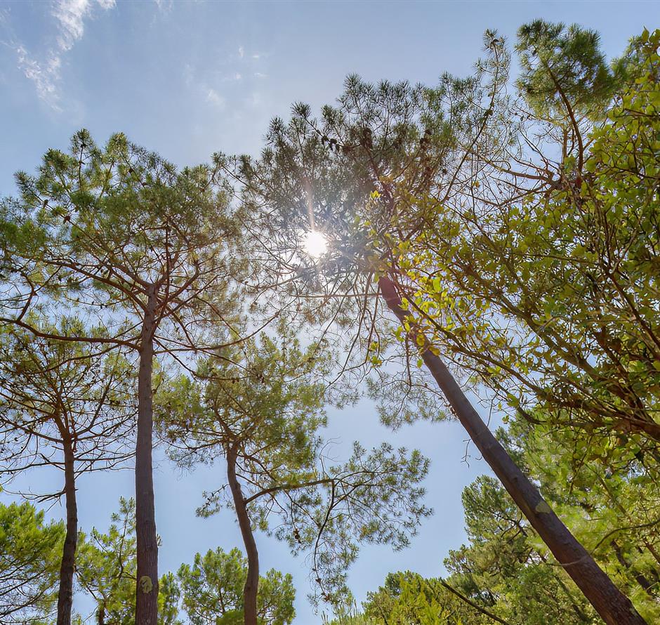 Forest of the Pays de Saint-Jean-de-Monts in Vendée near the 3-star Les Sirènes campsite 