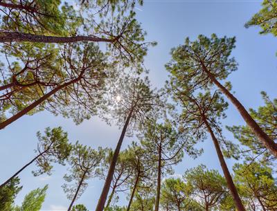 Forest of the Pays de Saint-Jean-de-Monts in Vendée near the 3-star Les Sirènes campsite