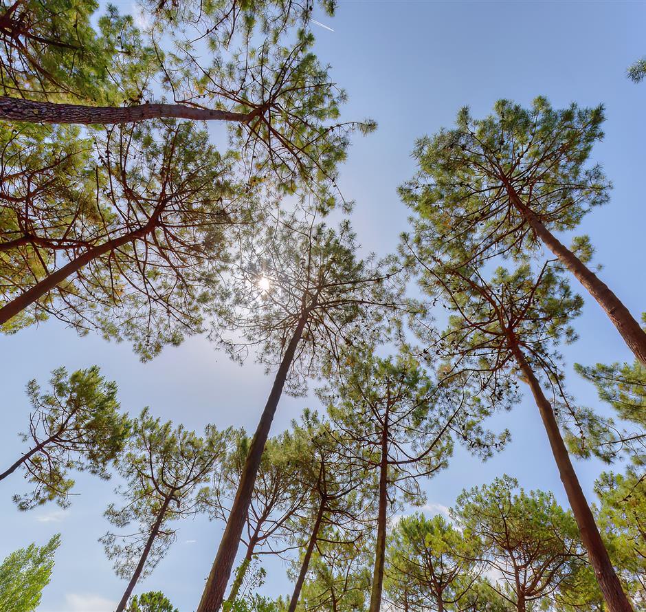 Forest of the Pays de Saint-Jean-de-Monts in Vendée near the 3-star Les Sirènes campsite 