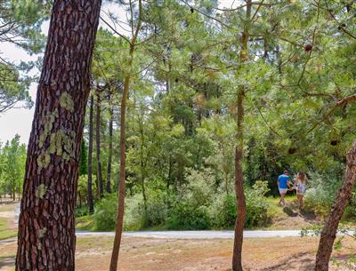 Forest of the Pays de Saint-Jean-de-Monts in Vendée near the 3-star Les Sirènes campsite