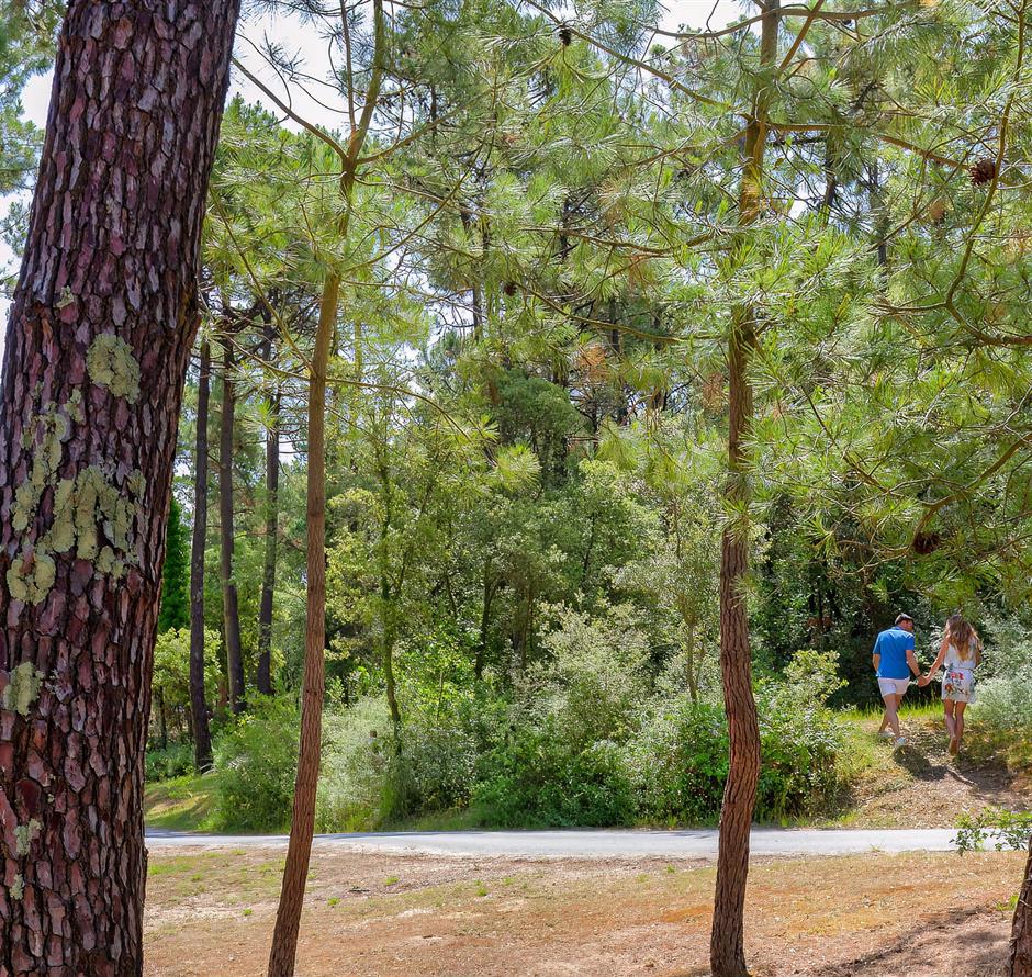 Forest of the Pays de Saint-Jean-de-Monts in Vendée near the 3-star Les Sirènes campsite 
