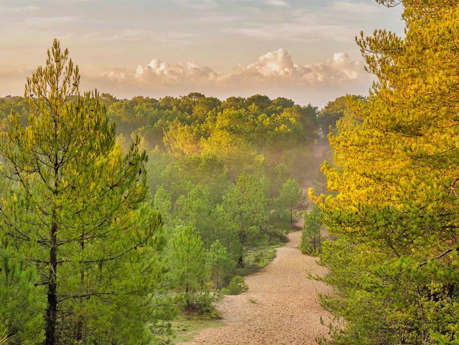 Forest of the Pays de Saint-Jean-de-Monts in Vendée near the 3-star Les Sirènes campsite - CAMPING**** Les Sirènes