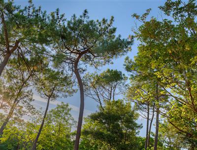 Forest of the Pays de Saint-Jean-de-Monts in Vendée near the 3-star Les Sirènes campsite