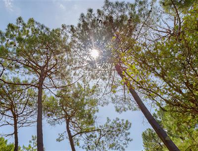 Forest of the Pays de Saint-Jean-de-Monts in Vendée near the 3-star Les Sirènes campsite