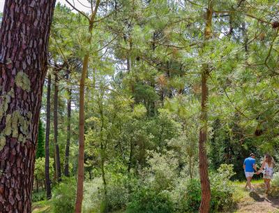 Forest of the Pays de Saint-Jean-de-Monts in Vendée near the 3-star Les Sirènes campsite